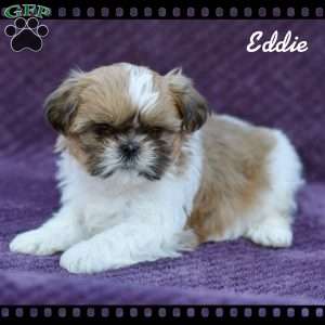Eddie, Shih Tzu Puppy