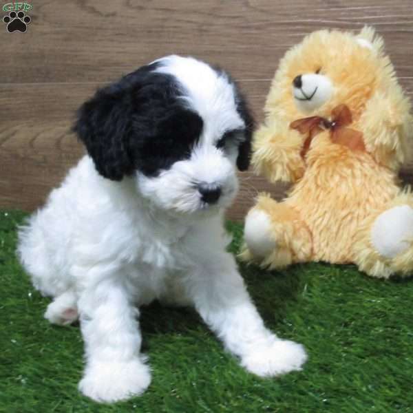 Penny, Mini Sheepadoodle Puppy