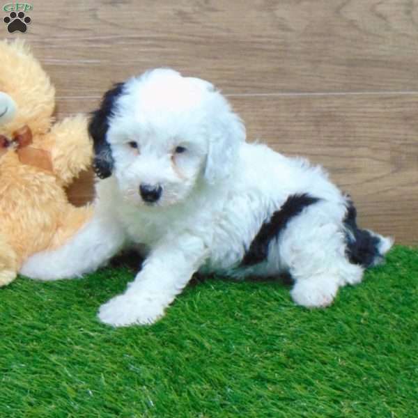 Archie, Mini Sheepadoodle Puppy