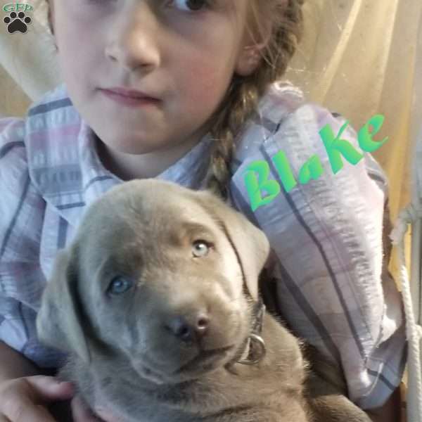 Blake, Silver Labrador Retriever Puppy