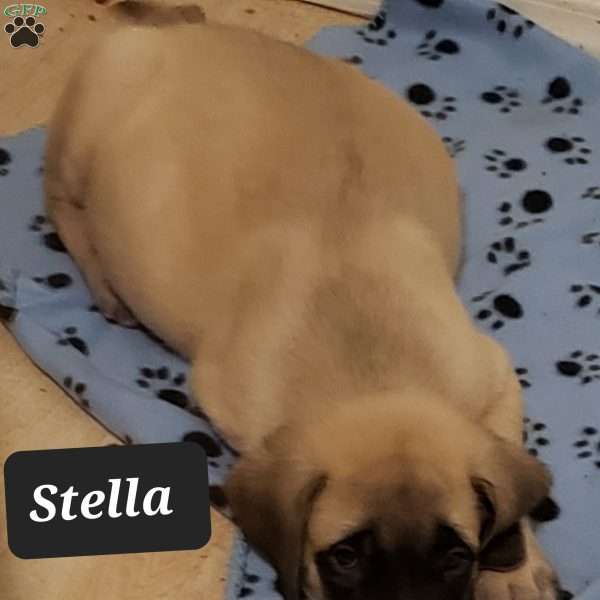 Stella, English Mastiff Puppy