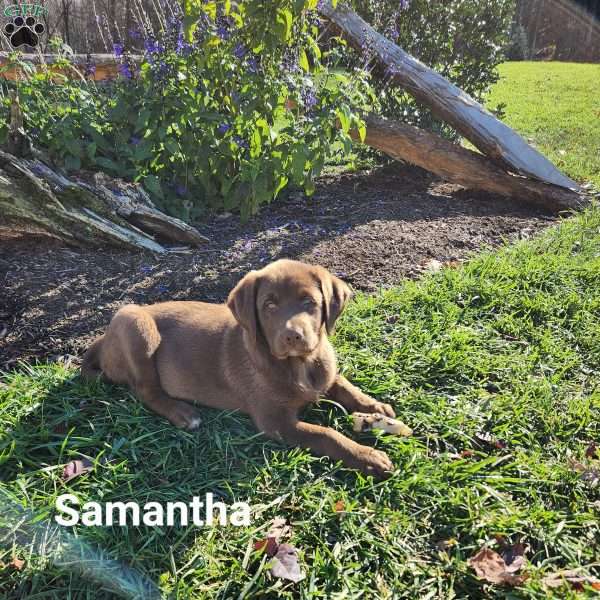 Samantha, Labrador Mix Puppy