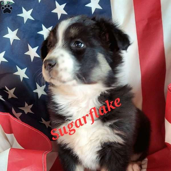 Sugarflake, Australian Shepherd Puppy