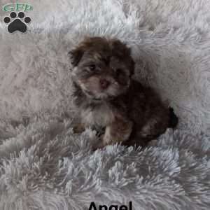 Angel, Havanese Puppy