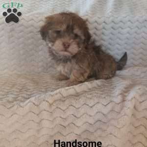 Handsome, Havanese Puppy