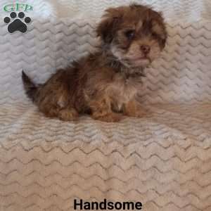 Handsome, Havanese Puppy
