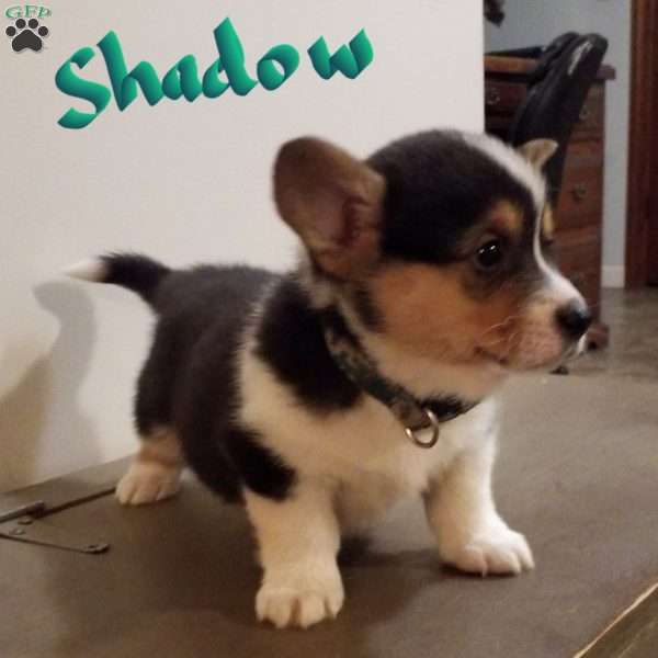 Shadow, Pembroke Welsh Corgi Puppy
