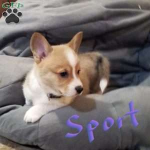Sport, Pembroke Welsh Corgi Puppy