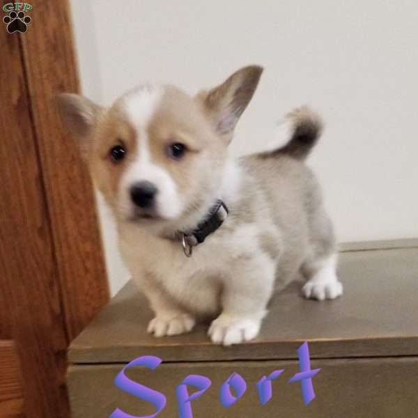 Sport, Pembroke Welsh Corgi Puppy