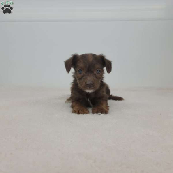Joan, Jack-a-poo Puppy