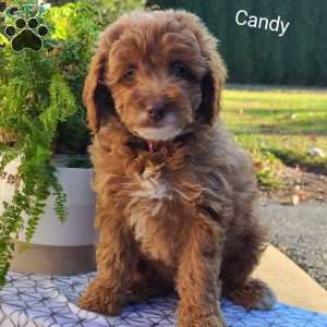 Candy, Cavapoo Puppy