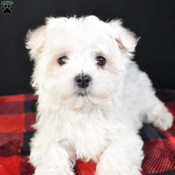 Daisy, Maltese Puppy