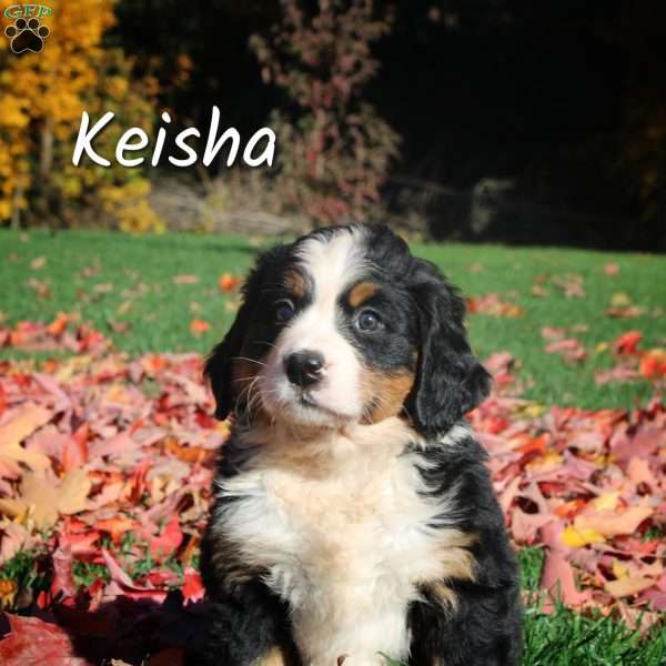 Keisha, Bernese Mountain Dog Puppy