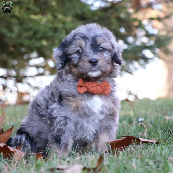 Denver, Mini Bernedoodle Puppy