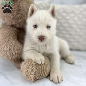 Dan, Siberian Husky Puppy