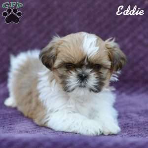 Eddie, Shih Tzu Puppy