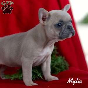 Mylie, French Bulldog Puppy