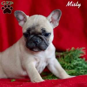 Misty, French Bulldog Puppy