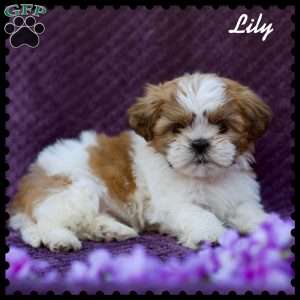 Lily, Shih Tzu Puppy
