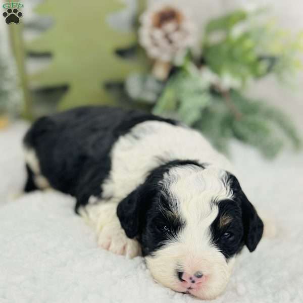 Archie, Mini Bernedoodle Puppy