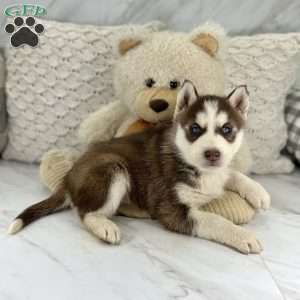 Max, Siberian Husky Puppy