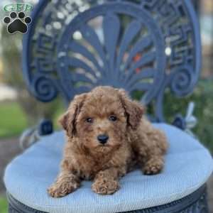 Lance, Miniature Poodle Puppy