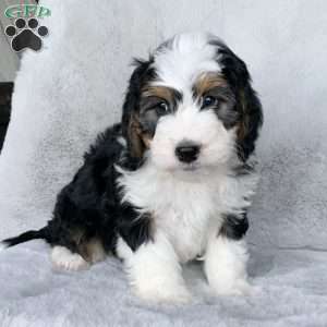Tucker, Mini Bernedoodle Puppy