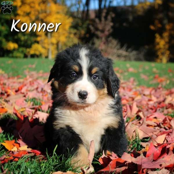 Konner, Bernese Mountain Dog Puppy