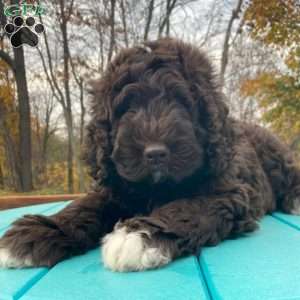 Newfypoo Puppies for Sale | Greenfield Puppies