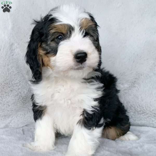 Tucker, Mini Bernedoodle Puppy
