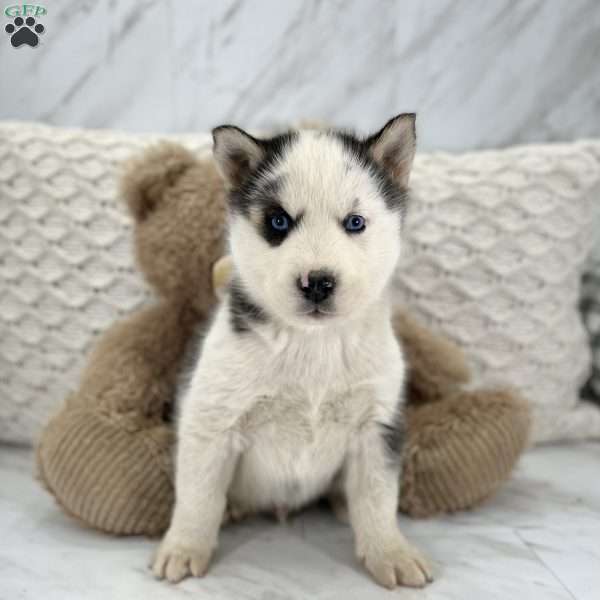 Rocko, Siberian Husky Puppy