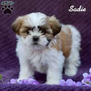 Sadie, Shih Tzu Puppy