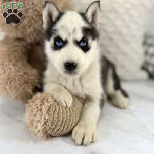Randy, Siberian Husky Puppy