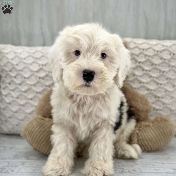 Baxter, Sheepadoodle Puppy