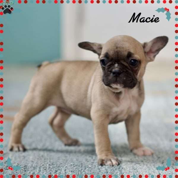 Macie, French Bulldog Puppy