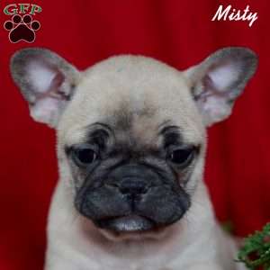 Misty, French Bulldog Puppy