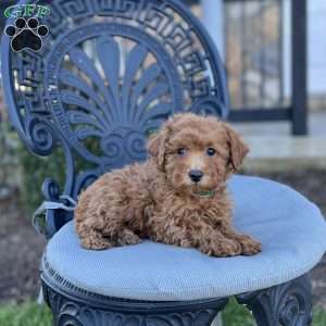 Leroy, Miniature Poodle Puppy