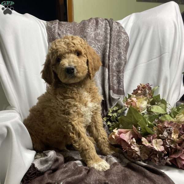 Tommy, Goldendoodle Puppy