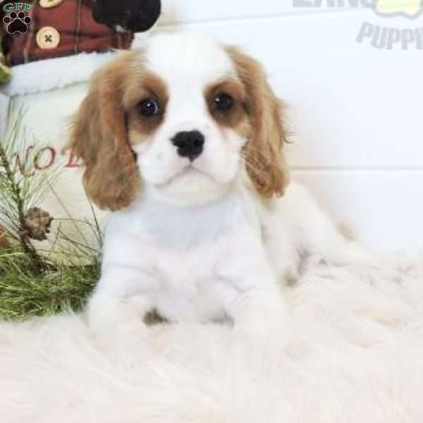 Rusty, Cavalier King Charles Spaniel Puppy