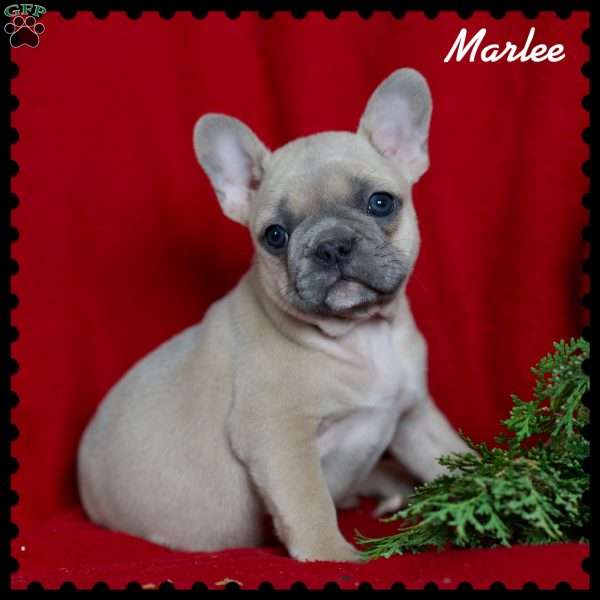 Marlee, French Bulldog Puppy