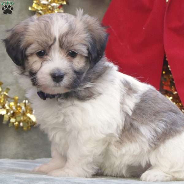 Holly, Havachon Puppy