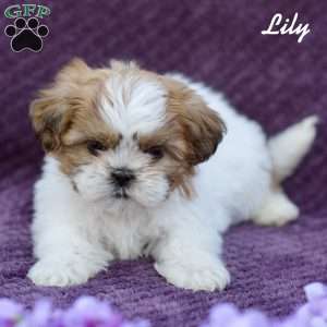 Lily, Shih Tzu Puppy