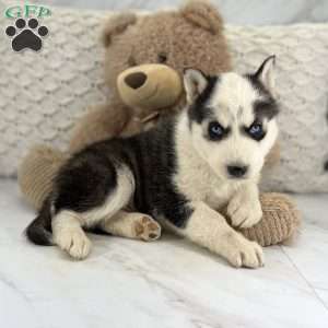 Randy, Siberian Husky Puppy