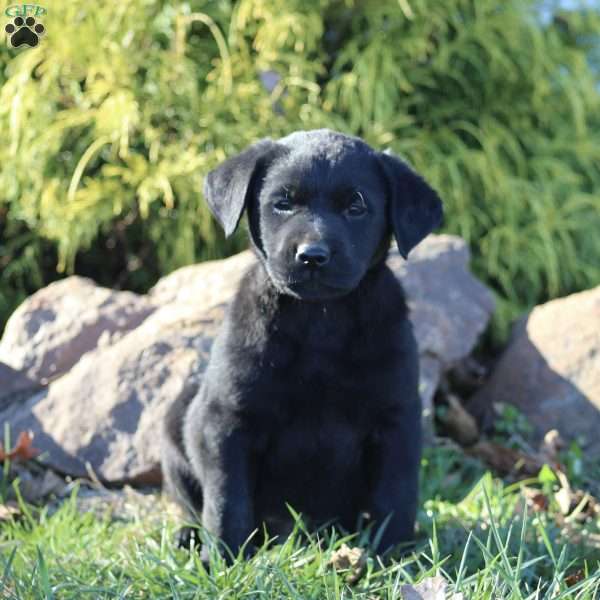 Shadow, Black Labrador Retriever Puppy