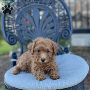 Leroy, Miniature Poodle Puppy