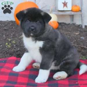 Akita Puppies For Sale In Aurora Colorado Akita Puppies For Sale