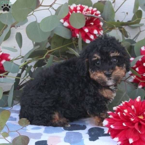 Abby, Toy Poodle Puppy