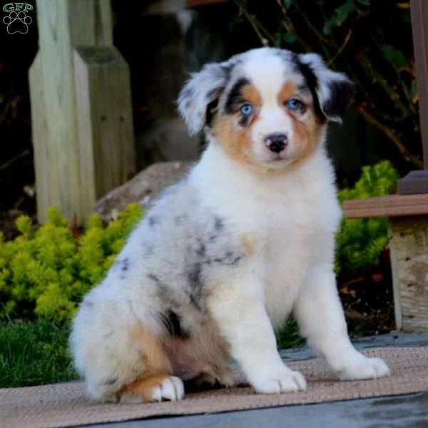 Ace, Australian Shepherd Puppy