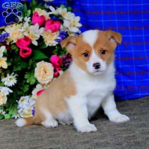 Welsh Corgi Mix Puppies For Sale | Greenfield Puppies