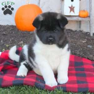 Akita Puppies for Sale | Greenfield Puppies